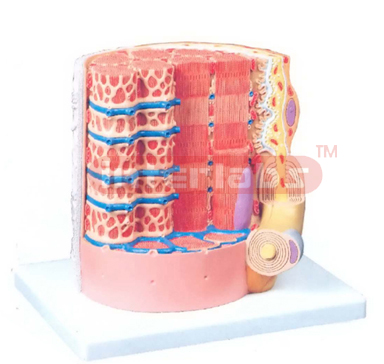 MICRO ANATOMY, MUSCLE FIBER